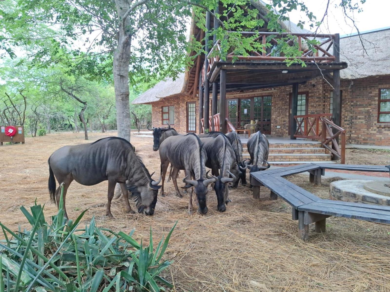 Kruger Riverside Lodge - No Load-Shedding Marloth Park Dış mekan fotoğraf