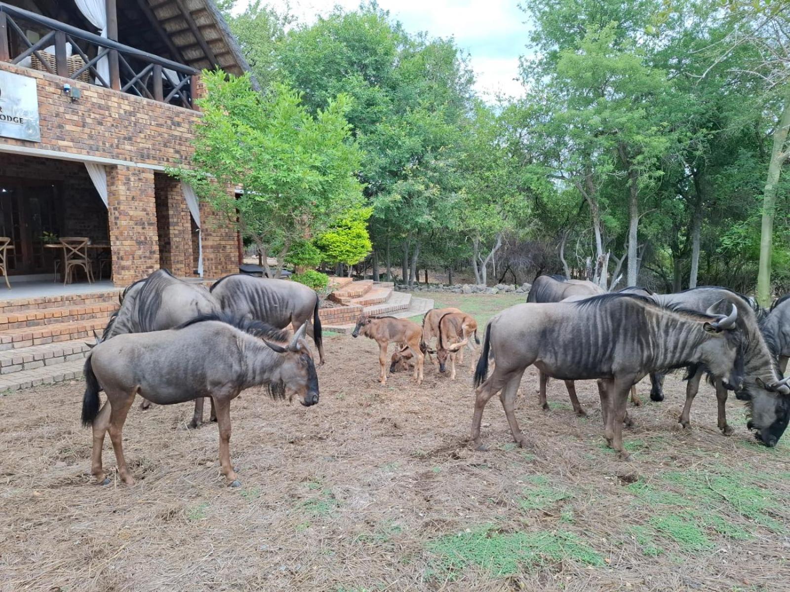 Kruger Riverside Lodge - No Load-Shedding Marloth Park Dış mekan fotoğraf