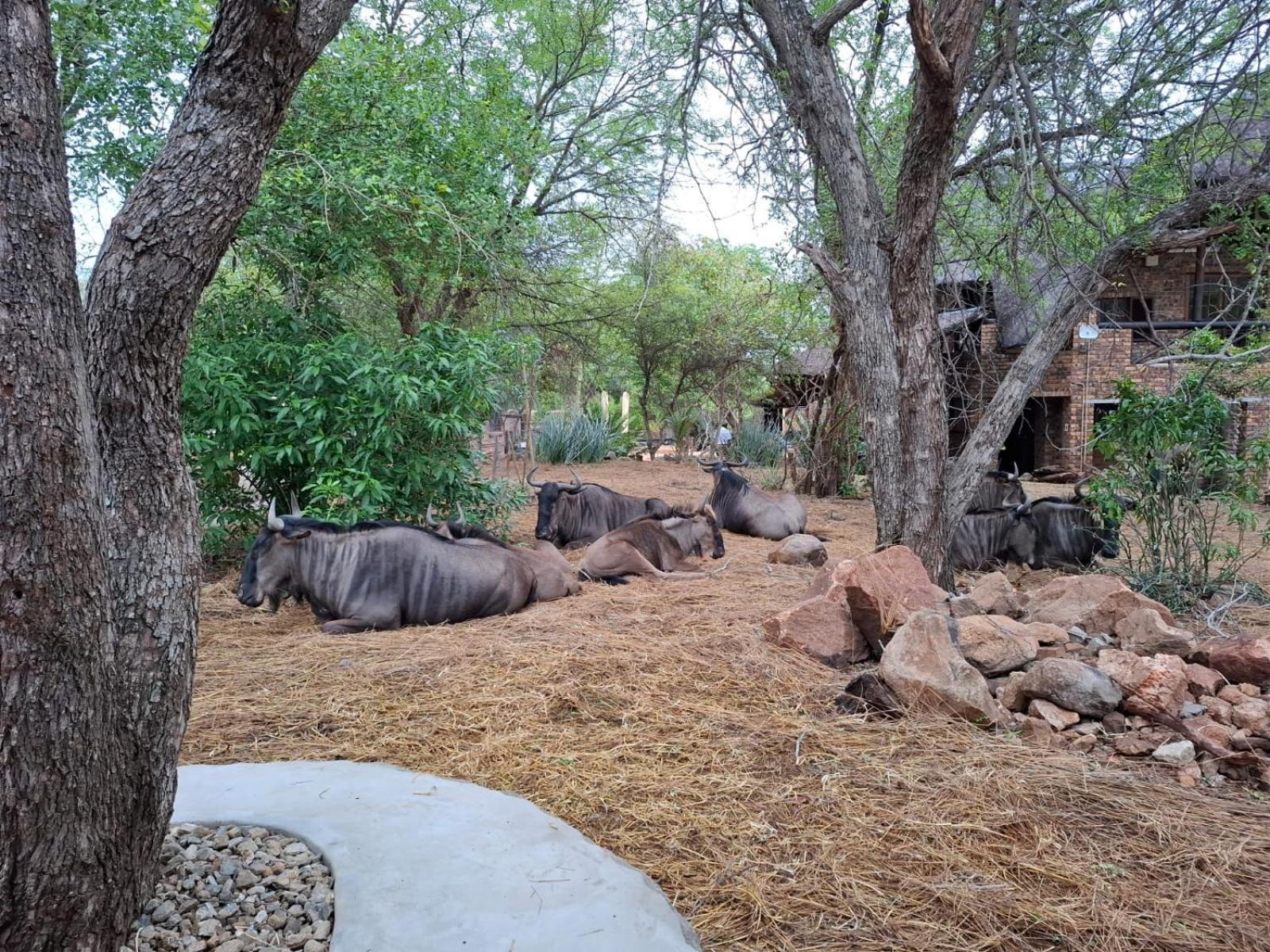 Kruger Riverside Lodge - No Load-Shedding Marloth Park Dış mekan fotoğraf