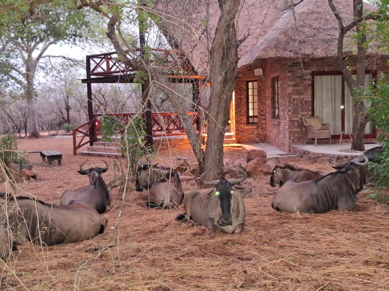 Kruger Riverside Lodge - No Load-Shedding Marloth Park Dış mekan fotoğraf
