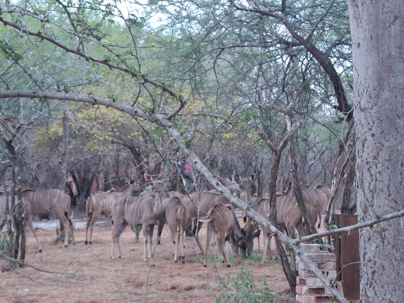 Kruger Riverside Lodge - No Load-Shedding Marloth Park Dış mekan fotoğraf