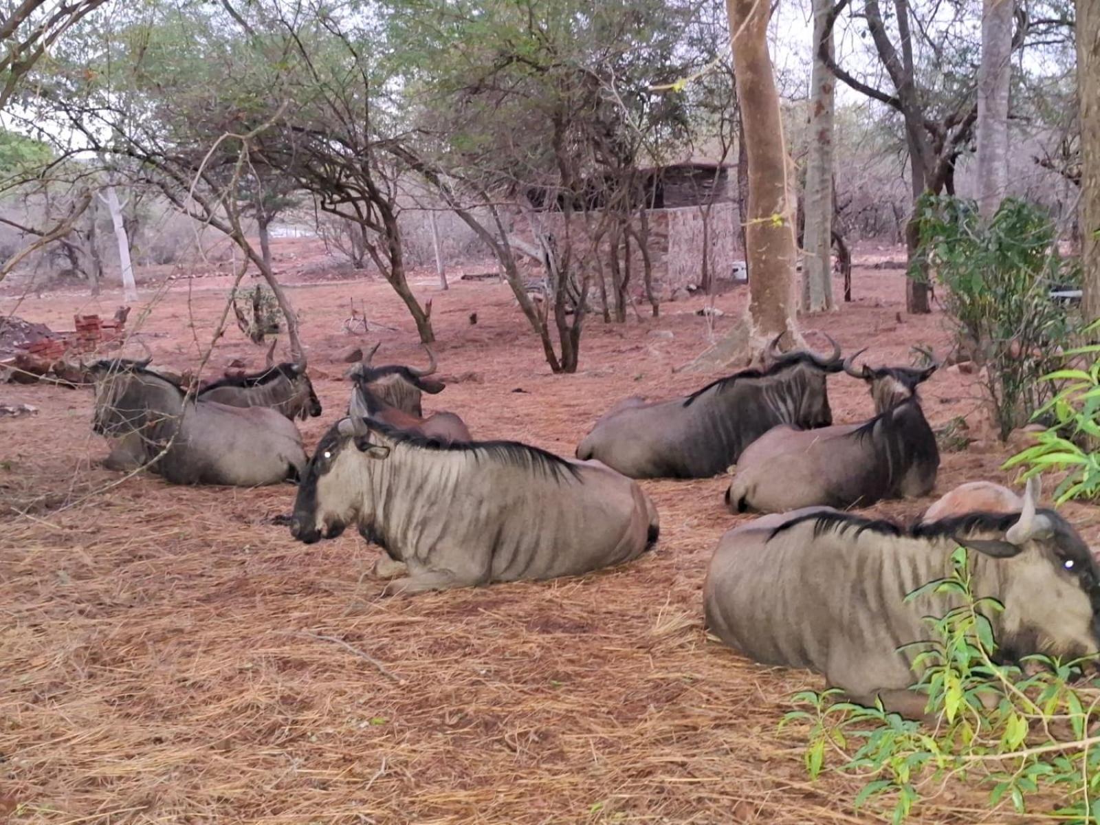 Kruger Riverside Lodge - No Load-Shedding Marloth Park Dış mekan fotoğraf