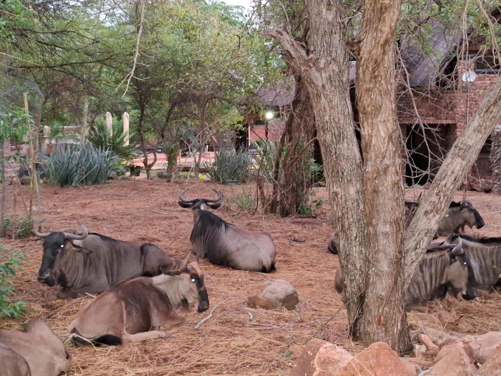 Kruger Riverside Lodge - No Load-Shedding Marloth Park Dış mekan fotoğraf